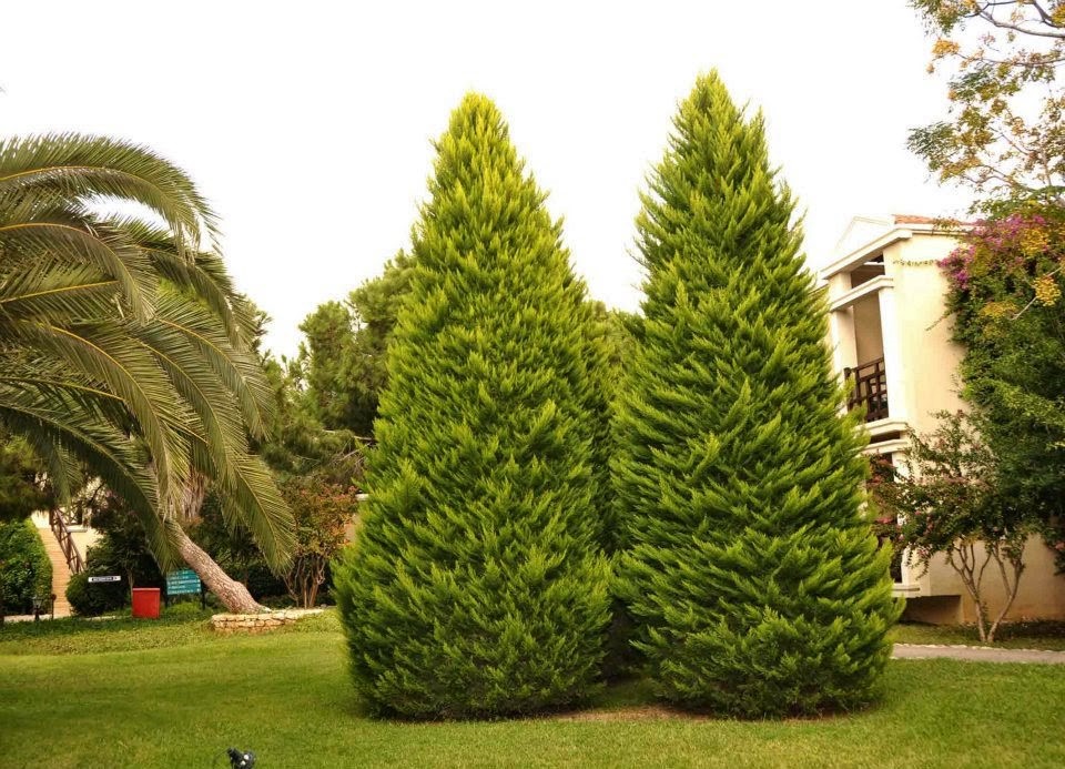 imagini hotel CLUB ASTERIA BELEK